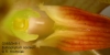 Bulbophyllum cootesii  (01)